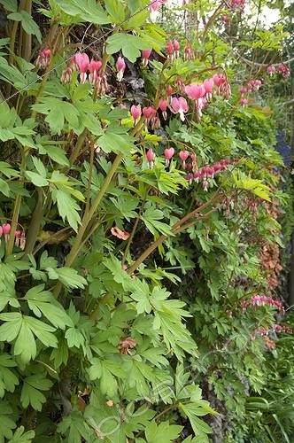 Biosphoto | 900693 | Common bleedinghearts on a vertical garden | &copy; Alexandre Petzold / Biosphoto