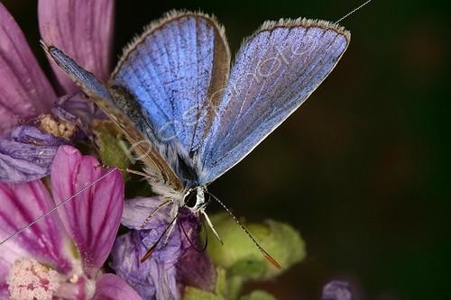 Biosphoto | 472399 | Common Blue on flower Midi-Pyrénées France | &copy; Jacques Rosès / Biosphoto