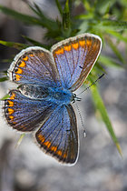 Biosphoto | 2609931 | Common blue (Polyommatus icarus f coerulescens) female reverse side. Monte Alba, Vigo, Galicia, Spain, Europe. | &copy; Siro Moya / Biosphoto