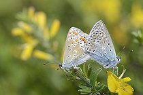 Biosphoto | 2089449 | Common Blue (Polyommatus icarus) mating, Northern Vosges Regional Nature Park, France | &copy; Michel Rauch / Biosphoto