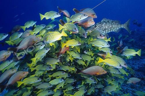 Biosphoto | 641166 | Common Bluestripe Snappers and Humpback red Snappers | &copy; Didier Brandelet / Biosphoto