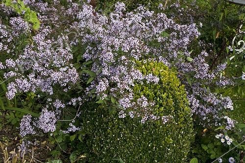Biosphoto | 740859 | Common box et aster in bloom in a garden in autumn | &copy; NouN / Biosphoto