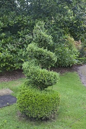 Biosphoto | 2025165 | Common box topiary in a garden | &copy; Dominique Dumas / Biosphoto