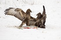 Biosphoto | 2593333 | Common buzzard (Buteo buteo) fighting for food. It is a medium-to-large bird of prey which has a large range covering most of Europe and extends into Asia. Bialowieza Forest UNESCO World Heritage Site, Poland, Europe. | &copy; Franco Banfi / Biosphoto
