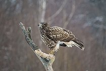 Biosphoto | 2593317 | Common buzzard (Buteo buteo) in meadow. It is a medium-to-large bird of prey which has a large range covering most of Europe and extends into Asia. Bialowieza Forest UNESCO World Heritage Site, Poland, Europe. | &copy; Franco Banfi / Biosphoto