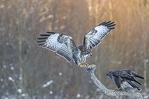 Biosphoto | 2593350 | Common buzzard (Buteo buteo) in meadow. It is a medium-to-large bird of prey which has a large range covering most of Europe and extends into Asia. Bialowieza Forest UNESCO World Heritage Site, Poland, Europe. | &copy; Franco Banfi / Biosphoto