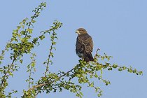 Biosphoto | 2066819 | Common Buzzard (Buteo buteo) on Tree, Hesse, Germany, Europe | &copy; Breuer Wildlife / Biosphoto