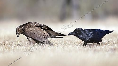 Biosphoto | 2170986 | Common Buzzard & Northern Raven (Buteo buteo & Corvus corax) wrangling, Saxony-Anhalt, Germany | &copy; Thomas Hinsche / BIA / Biosphoto