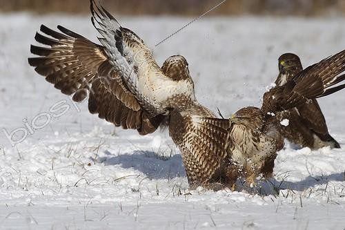 Biosphoto | 948534 | Common buzzards fighting for food in the snow France | &copy; Thierry Reminiac / Biosphoto