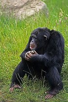 Biosphoto | 1520267 | Common Chimpanzee (Pan troglodytes) | &copy; Andreas Rose / imageBROKER / Biosphoto