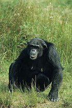 Biosphoto | 1520862 | Common Chimpanzee (Pan troglodytes) | &copy; Andreas Rose / imageBROKER / Biosphoto
