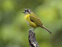 Biosphoto | 2518763 | Common Chlorospingus (Chlorospingus flavopectus), singing, Chiriqui Highlands, Panama | &copy; Ignacio Yufera / Biosphoto