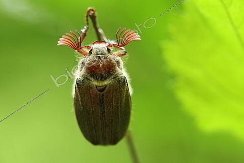 Biosphoto | 2094118 | Common cockchafer (Melolontha melolontha), suspended from a small branch, Alsace, France | &copy; Bruno Cavignaux / Biosphoto