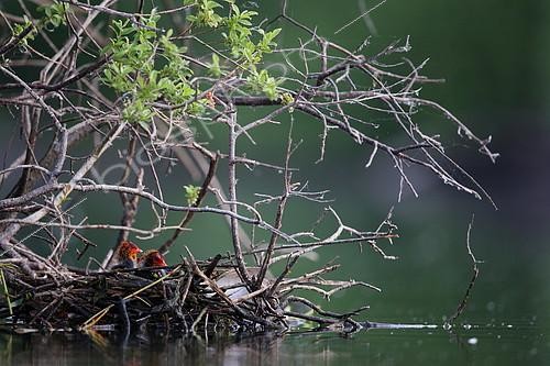 Biosphoto | 2087460 | Common Coot (Fulica atra) chicks at nest | &copy; Cédric Join / Biosphoto
