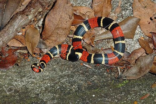 Biosphoto | 2445264 | Common coral snake (Micrurus surinamensis), French Guyana | &copy; David Massemin / Biosphoto