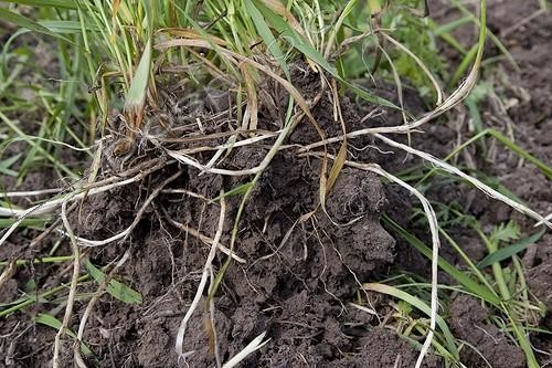 Biosphoto | 1646093 | Common couch roots in a garden | &copy; NouN / Biosphoto