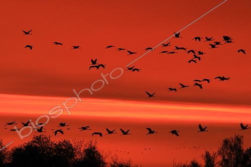 Biosphoto | 2573474 | Common crane (Grus grus) in flight at sunrise, Lac du Der, France | &copy; Jean-François Noblet / Biosphoto