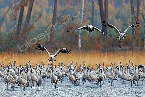 Biosphoto | 2574499 | Common crane (Grus grus) Sandhill cranes flying away in small groups at sunrise, Landes, France. | &copy; Christophe Florin / Biosphoto