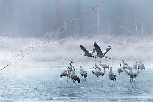 Biosphoto | 2615508 | Common cranes (Grus grus) at dawn in the mist over a frozen lagoon that serves as a nighttime roost. They take off in groups of varying sizes, trumpeting, Landes, France. | &copy; Christophe Florin / Biosphoto