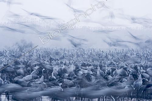Biosphoto | 2138794 | Common Cranes Grus grus, wintering at the Hula Lake Park, Hula Valley Northern Israel. | &copy; David Tipling / Biosphoto