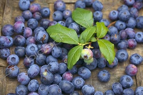 Biosphoto | 1383873 | Common cultivated blueberries | &copy; Laurent Lhoté / Biosphoto