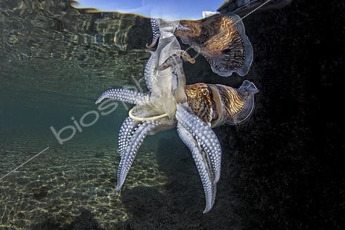 Biosphoto | 2395291 | Common cuttlefish (Sepia officinalis) eating a discarded condom floating in the sea, Miseno, Campania, Italy. Tyrrhenian Sea | &copy; Pasquale Vassallo / Biosphoto