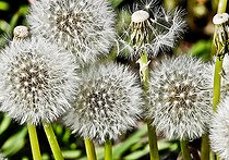 Biosphoto | 2575170 | Common dandelion (Taraxacum officinale) seeds, France | &copy; Michel Gile / Biosphoto