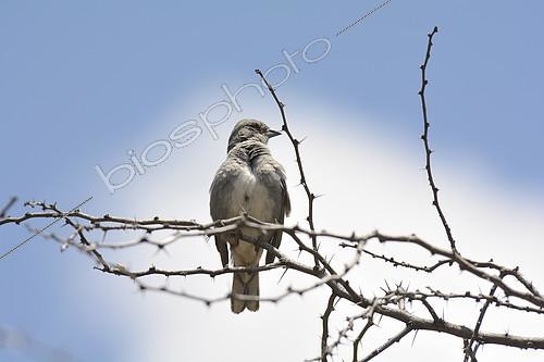 Biosphoto | 2094248 | Common Diuca-finch (Diuca diuca), Reserva nacional Río los Cipreses VI O'Higgins Region - Chile | &copy; Jean-Claude Malausa / Biosphoto
