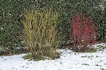 Biosphoto | 2448708 | Common Dogwood (Cornus sanguinea) and Red-osier dogwood (Cornus stolonifera) in a garden in winter, Pas de Calais, France | &copy; Yann Avril / Biosphoto