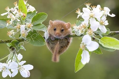 Biosphoto | 234517 | Common Dormouse (Muscardinus avellanarius) on Apple tree with blossom | &copy; Frédéric Desmette / Biosphoto