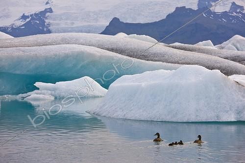 Biosphoto | 1198870 | Common Eider on the lake Jökulsárlón Iceland | &copy; Juan-Carlos Muñoz / Biosphoto