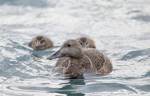 Biosphoto | 2589211 | Common eider (Somateria mollissima) female and two surviving chicks, East Greenland coast | &copy; Pierre Vernay / Biosphoto