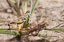 Biosphoto | 2166808 | Common field grasshopper (Chorthippus brunneus brunneus) mating, Northern Vosges Regional Nature Park, France | &copy; Michel Rauch / Biosphoto