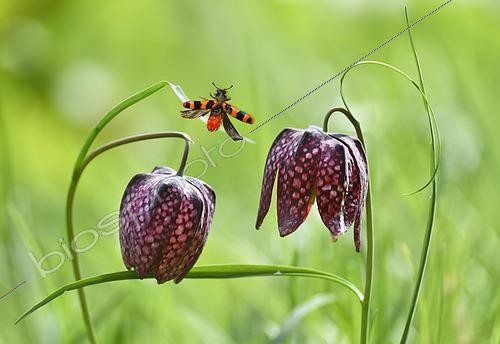 Biosphoto | 2551656 | Common Fritillary (Fritillaria meleagris) with Checkered Beetle (Trichodes alvearius) in flight, Pays de Loire, France | &copy; Michel Rauch / Biosphoto