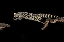 Biosphoto | 2628639 | Common genet (Genetta genetta) at night. Arroyo de la Luz, Cáceres province, Extremadura, Spain. | &copy; Pablo Barrena / Biosphoto