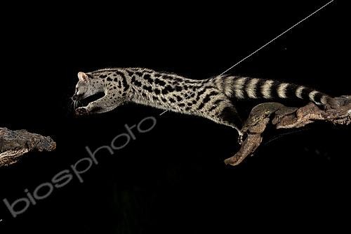 Biosphoto | 2628639 | Common genet (Genetta genetta) at night. Arroyo de la Luz, Cáceres province, Extremadura, Spain. | &copy; Pablo Barrena / Biosphoto