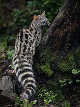 Biosphoto | 2608848 | Common Genet (Genetta genetta), Catalonia, Spain | &copy; Ignacio Yufera / Biosphoto