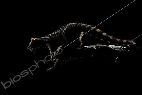 Biosphoto | 2627947 | Common Genet (Genetta genetta) moving along a tree branch at night, its silhouette emerging from the darkness, Arroyo de la Luz Cáceres, Spain | &copy; Pablo Barrena / Biosphoto