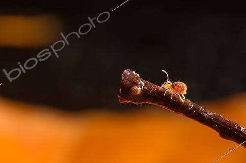 Biosphoto | 2613023 | Common globular springtail (Dicyrtomina ornata) on twig, Lorraine, France | &copy; Régis Cavignaux / Biosphoto
