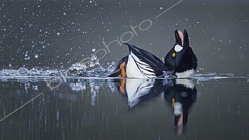 Biosphoto | 2622237 | Common Goldeneye (Bucephala clangula) male displaying, Saxony-Anhalt, Germany | &copy; Thomas Hinsche / BIA / Biosphoto
