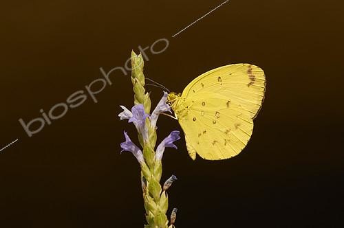 Biosphoto | 2082603 | Common grass yellow (Eurema hecabe) on flower, pollination, Arabie Saoudite | &copy; Olivier Couppey / Biosphoto