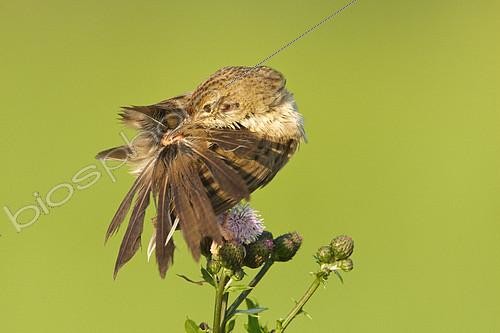 Biosphoto | 2414084 | Common Grasshopper Warbler (Locustella naevia), Vorarlberg, Austria | &copy; Dennis Lorenz / BIA / Biosphoto