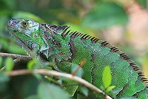 Biosphoto | 2395094 | Common green iguana (Iguana iguana), Costa Rica | &copy; Jean-François Noblet / Biosphoto