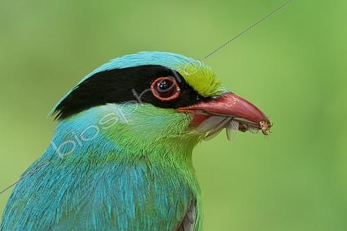 Biosphoto | 2404730 | Common Green Magpie (Cissa chinensis) with Termites in beak, West Bengal, India | &copy; Debapratim Saha / BIA / Biosphoto