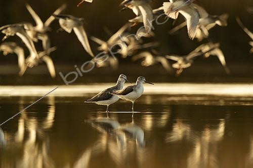 Biosphoto | 2554389 | Common Greenshank (Tringa nebularia) pair in water with group in flight, Morbihan's gulf, Brittany, France | &copy; Guy Van Langenhove / Biosphoto