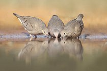 Biosphoto | 2589787 | Common Ground Dove (Columbina passerina) group at a waterhole, Texas, USA | &copy; Alan Murphy / BIA / Biosphoto