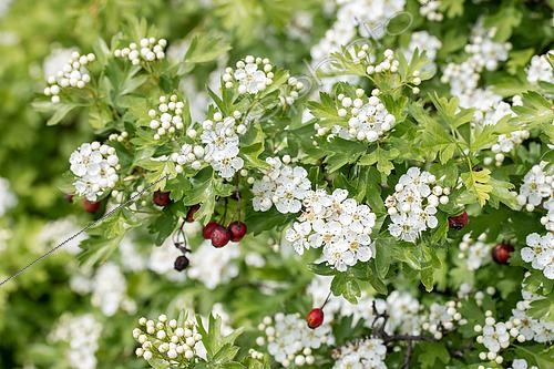 Biosphoto | 2505462 | Common hawthorn (Crataegus monogyna) in flower with fruit from the previous year, Vaucluse, France | &copy; Marie Aymerez / Biosphoto