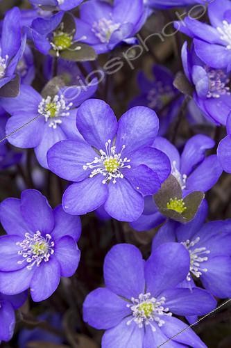Biosphoto | 2126767 | Common hepatica, kidneywort, (Anemone hepatica) flowers | &copy; Frédéric Tournay / Biosphoto