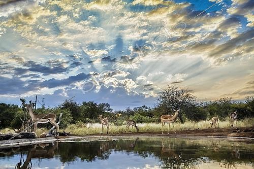 Biosphoto | 2569195 | Common Impala (Aepyceros melampus) group in waterhole scenery with cloudy sky in Kruger National park, South Africa | &copy; Patrice Correia / Biosphoto