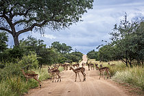 Biosphoto | 2609595 | Common Impala (Aepyceros melampus) herd on safari road in Kruger National park, South Africa | &copy; Patrice Correia / Biosphoto